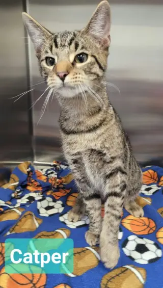 Catper