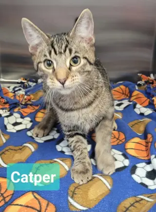 Catper