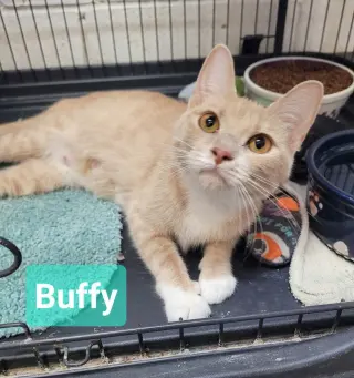 Buffy