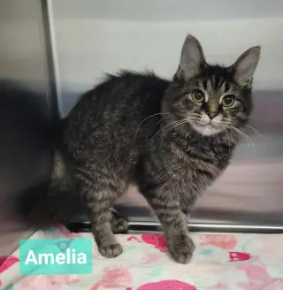 Amelia