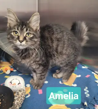 Amelia