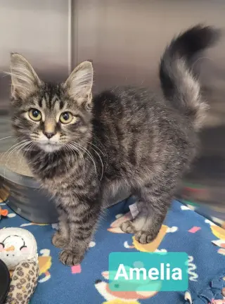 Amelia