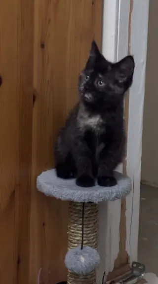 JUNIPER