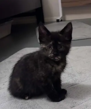 JUNIPER