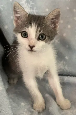 ETHEL