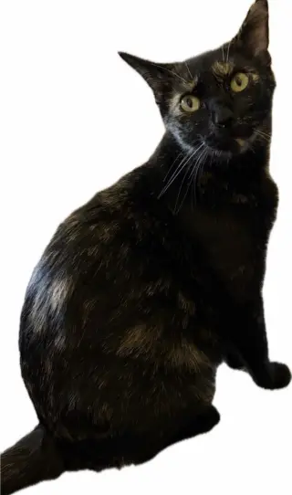 Nat