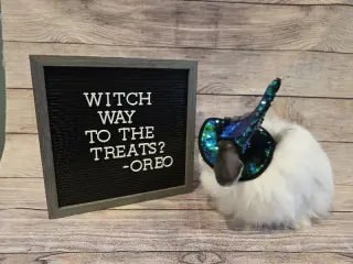 Oreo