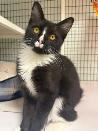 Axel