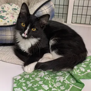 Axel