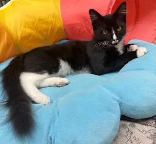 Axel