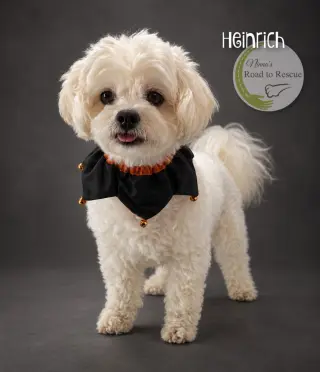 Heinrich