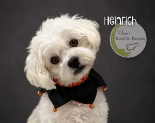 Heinrich