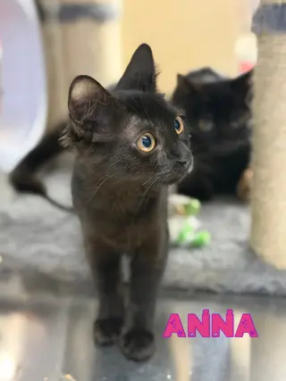 Anna