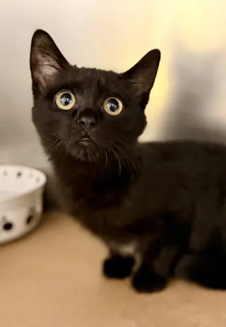 Salem
