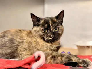 Josie