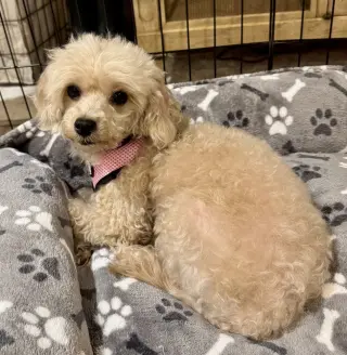 Darla