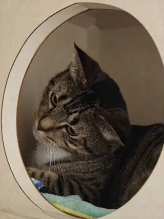 Jenny