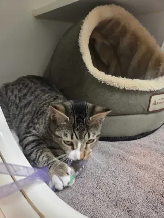 Koji