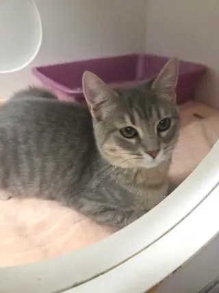 Cora
