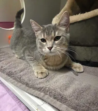 Cora