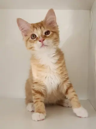 Cheetos