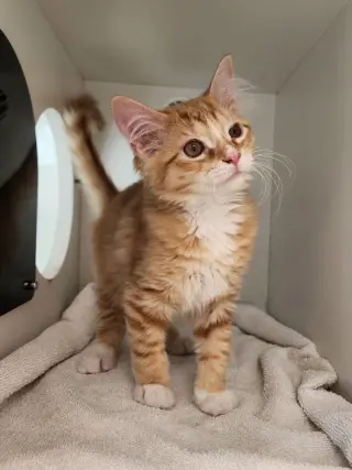 Cheetos