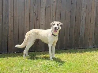 LUA