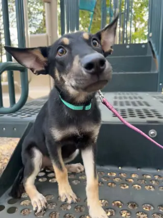 Pippa