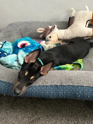 Pippa