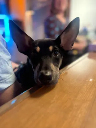 Pippa