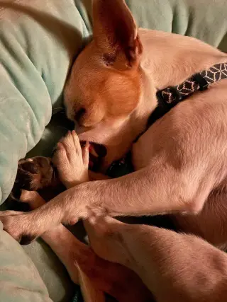 Peppa