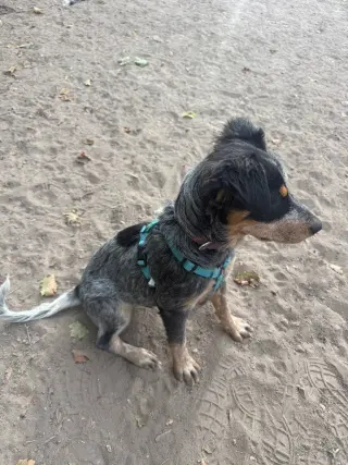 Marshall