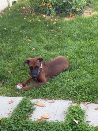 Little Red