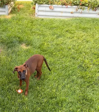 Little Red