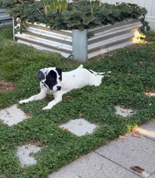 Dottie