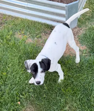 Dottie