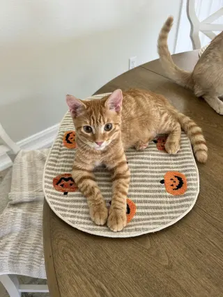BUTTERSCOTCH