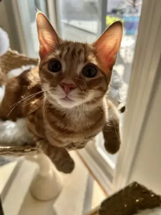 BUTTERSCOTCH