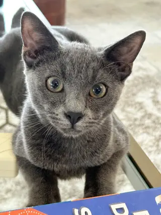 BISCOTTI