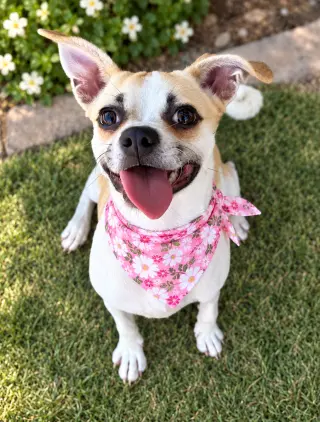 Lilly