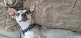 Wilson