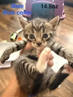Strudel