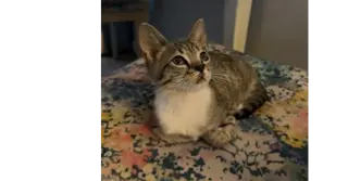 Clementine