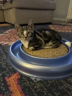 Biscotti