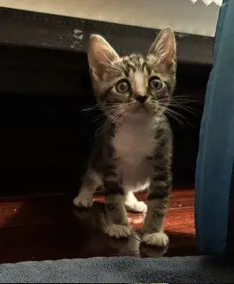 Biscotti