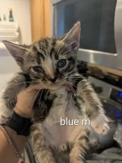 Biscotti