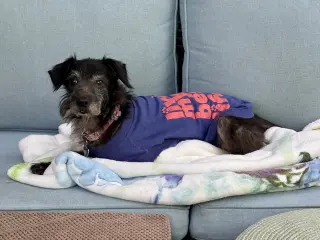 Dottie