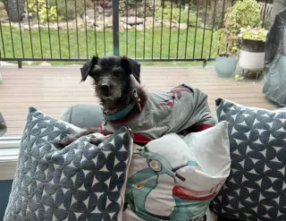Dottie