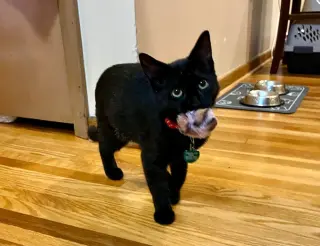 Mochi