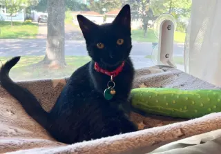 Mochi